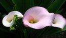 Zantedeschia Aethiopica